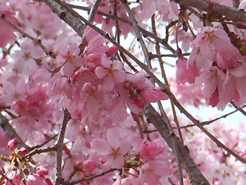 160502_sakura6.jpg