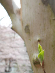 160503_natutubaki.jpg