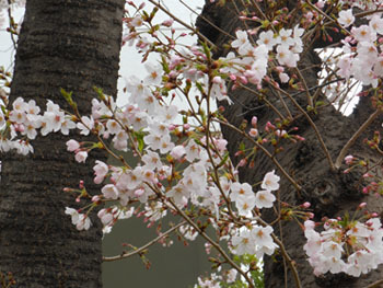 160503_sakura.jpg