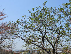 160504_o_gurumi1.jpg