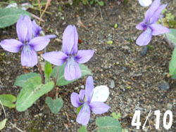 160505_nojisumire1.jpg