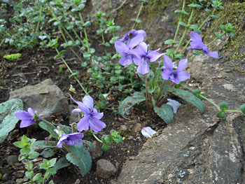 160505_nojisumire2.jpg
