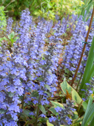 160524_ajuga.jpg