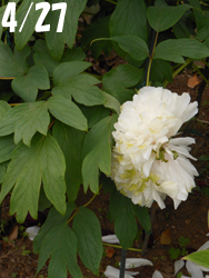 160524_botan5.jpg