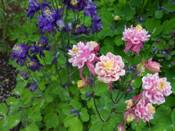 160524_s_odamaki3.jpg
