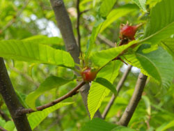 160531_kurimekobuzuifusi.jpg