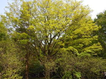160613_enoki.jpg