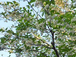 160710_egonoki1.jpg