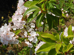 160714_kalmia1.jpg