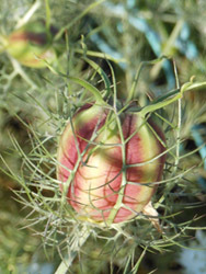 160716_nigella8.jpg