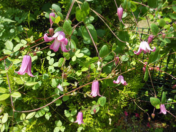 160728_clematis_pagota1.jpg