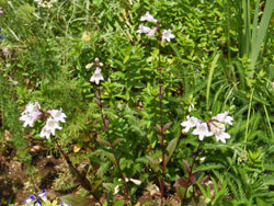160728_penstemon1.jpg