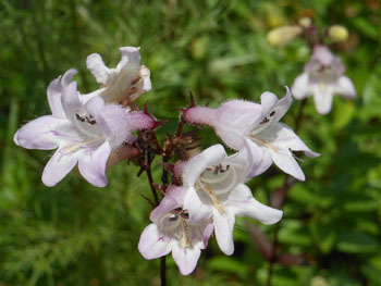 160728_penstemon2.jpg