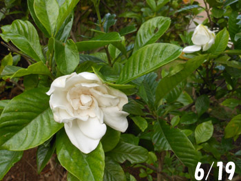 160730_gardenia.jpg