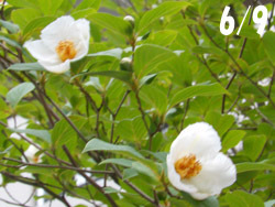 160730_natutubaki1.jpg