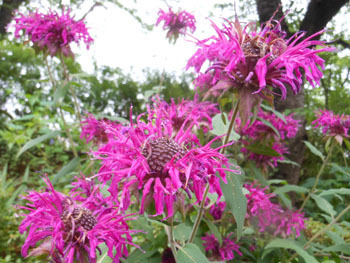 160813_monarda2.jpg