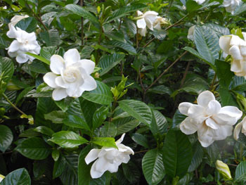 160814_gardenia1.jpg