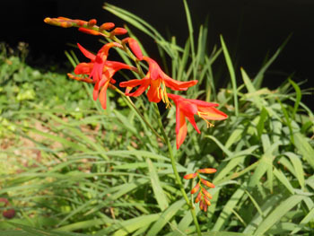 160814_montbretia2.jpg