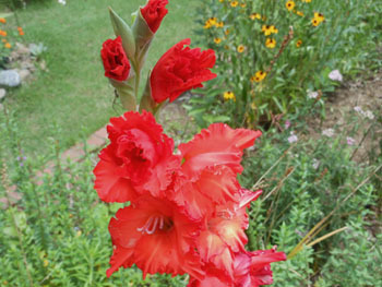 160824_gladiolus2.jpg