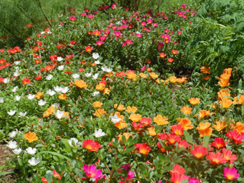 160824_portulaca1.jpg