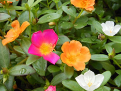 160828_portulaca1.jpg