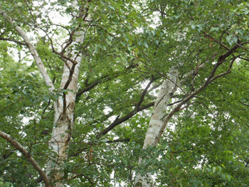 160831_sirakaba4.jpg