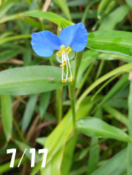 160901_tuyukusa.jpg