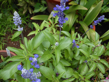 160905_blue_salvia.jpg