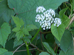160912_seri.jpg