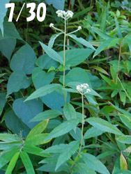 160912_sirayama_g.jpg