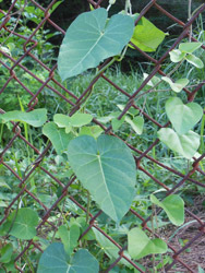 160913_gagaimo.jpg