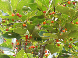 160923_enoki.jpg