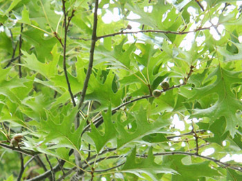 160923_pin_oak.jpg