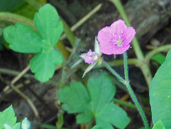 160927_gen_shoko.jpg