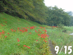 161002_higanbana1.jpg