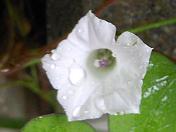 161008_mame_a1.jpg