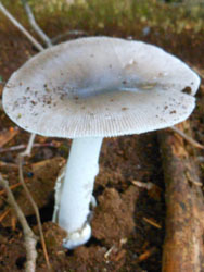 161012_kinoko11.jpg
