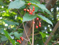 161018_o_yozome2.jpg