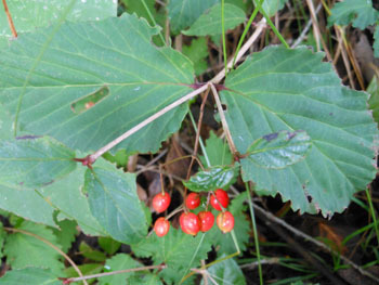 161018_o_yozome3.jpg