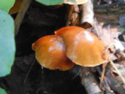 161019_kinoko03.jpg