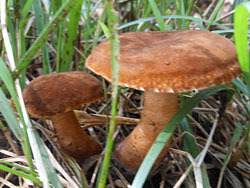 161019_kinoko15.jpg