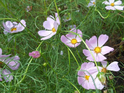 161020_cosmos1.jpg