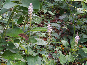 161025_turubo2.jpg