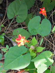 161103_maruba_r1.jpg