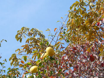161113_karin3.jpg