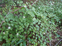 161114_koyabouki1.jpg