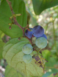 161120_ao_tudura_f1.jpg