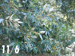 161129_sirodamo1.jpg