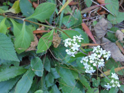 161130_otokoesi1.jpg