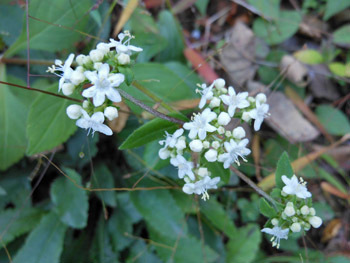 161130_otokoesi2.jpg